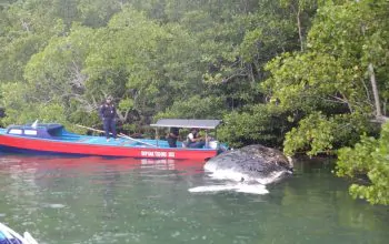 Paus Mati Ditangani dengan Cara Dekomposisi Alami