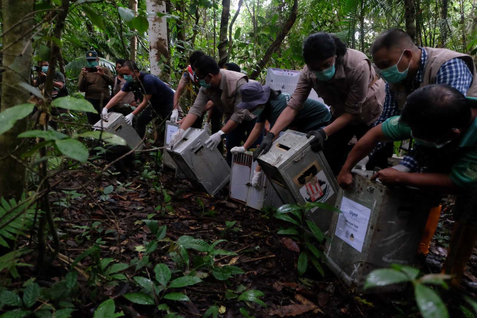 Proses pelepasliaran delapan ekor Macaca nigra. | Foto: Ronny/ZonaUtara