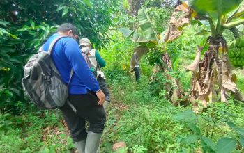 Tim lakukan pengecekan lokasi keberadaan harimau sumatera di Nagari Sundata Utara, Kecamatan Lubuk Sikaping. | Foto: BKSDA Sumatra Barat