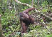 Usai Rehabilitasi, Sepuluh Orangutan Kembali ke Hutan