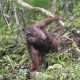 Orangutan yang berhasil jalani rehabilitasi dan dikembalikan ke hutan alam. | Foto: BOS Foundation