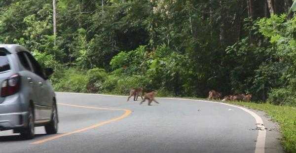 Kelompok primata yang berkerumun di sekitar wilayah Ibu Kota Nusantara (IKN). Foto: iNews Balikpapan/Istimewa