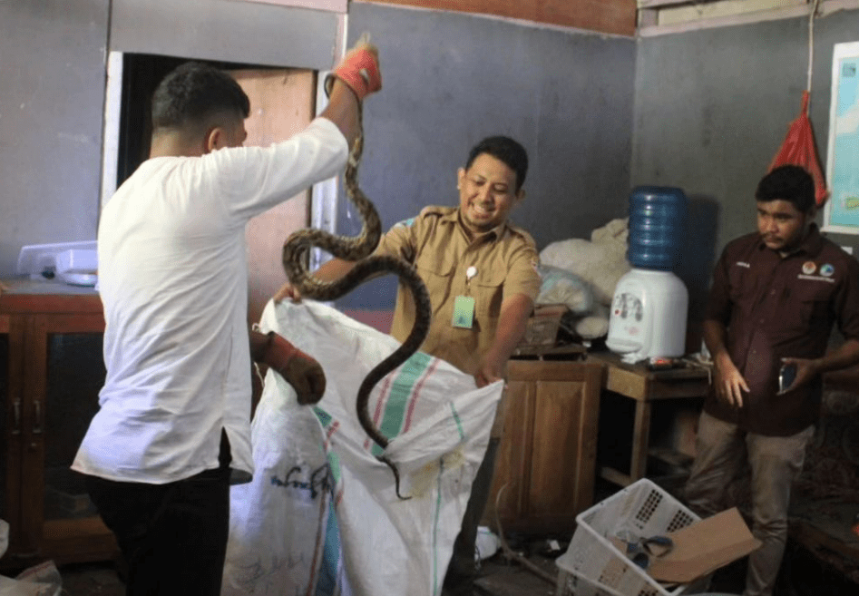 Seekor ular sanca kembang (Malayopython reticulatus) yang diamankan SKW I Ternate BKSDA Maluku dari sebuah gudang dok kapal di Kota Ternate. | Foto: BKSDA Maluku/Instagram