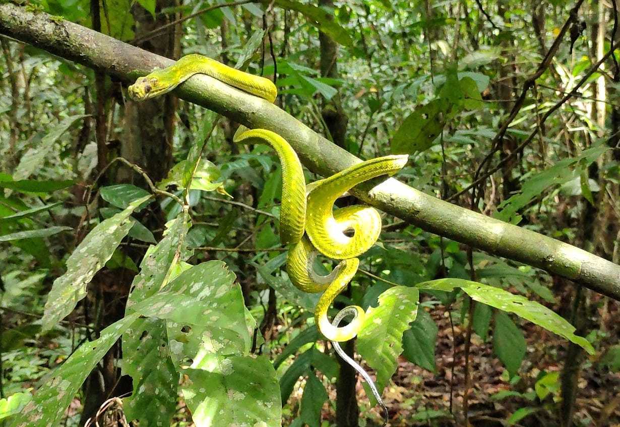 Sanca hijau saat dilepas ke alam liar. | Foto: Dok. BBKSDA Papua