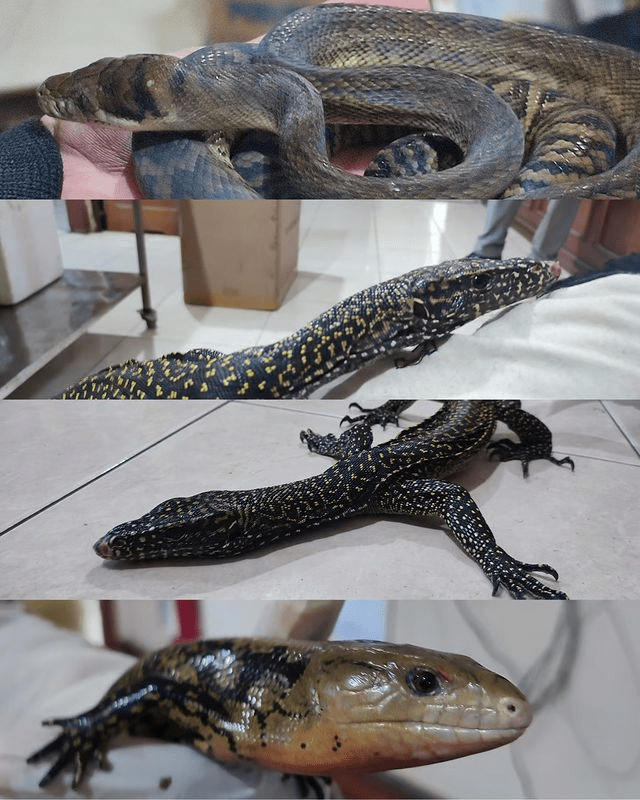 Reptil yang berhasil diamankan petugas Karantina Pertanian Jayapura. | Foto: Karantina Pertanian Jayapura/Instagram