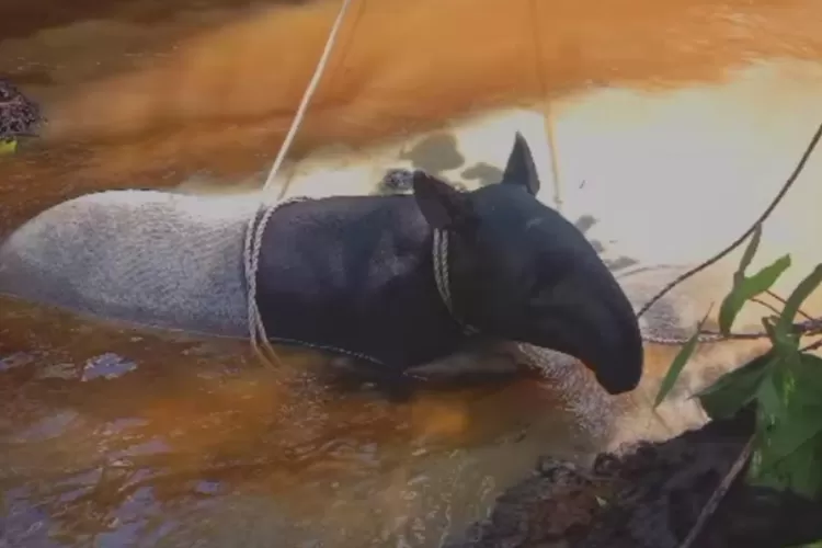 Proses penyelamatan tapir tenuk (Tapirus indicus) dari genangan lumpur di daerah Sungai Asam, Kecamatan Reteh, Kabupaten indragiri Hilir. | Foto: Akmal/Haluan Riau