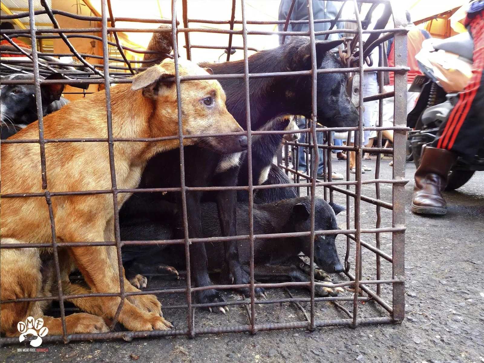 Kondisi hewan hidup yang memprihatinkan di Pasar Tomohon. | Foto: Dog Meat Free Indonesia