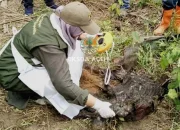 Diduga Keguguran, Bayi Gajah Ditemukan Membusuk di Kebun