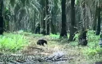 Seekor beruang madu berkeliaran di sebuah perkebunan sawit Desa Natai Baru, Kecamatan Mentaya Hilir Utara, Kabupaten Kotawaringin Timur. | Foto: BKSDA Pos Sampit/Garda Animalia