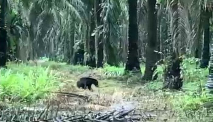 Sering Masuk Kawasan Penduduk, Beruang Madu Diduga Lapar