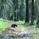 Seekor beruang madu berkeliaran di sebuah perkebunan sawit Desa Natai Baru, Kecamatan Mentaya Hilir Utara, Kabupaten Kotawaringin Timur. | Foto: BKSDA Pos Sampit/Garda Animalia