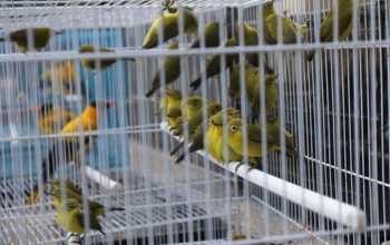 KLHK lepasliarkan ratusan burung yang disita BKSDA NTB selama Juni-Juli 2023. | Foto: BKSDA NTB/Instagram