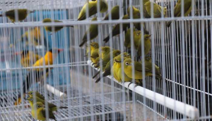 Ratusan Burung Hasil Sitaan Dilepasliarkan di Lombok Barat