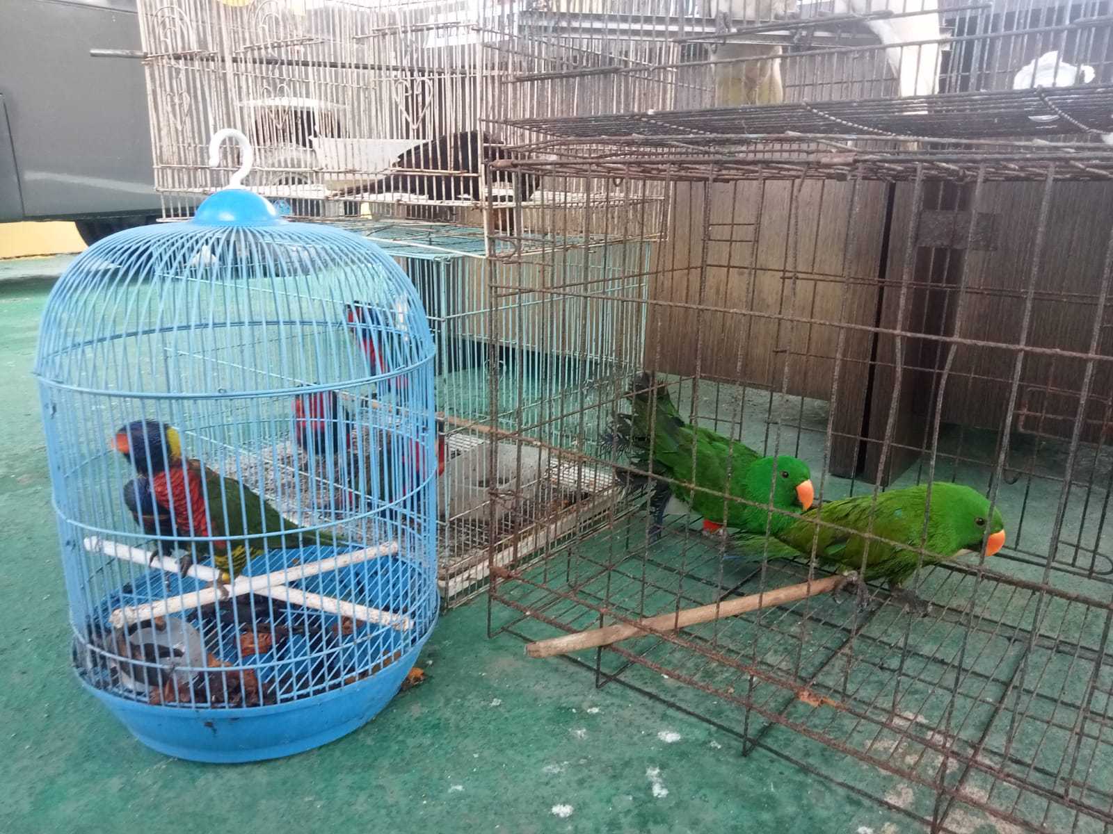 Burung dilindungi yang diamankan oleh BBKSDA Papua Barat dan Ditpolairud dalam kasus kejahatan satwa di Sorong. | Foto: Melinda/Garda Animalia
