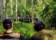 Pelepasliaran Orangutan di TNTP Tandai Kerja Sama KLHK-USAID