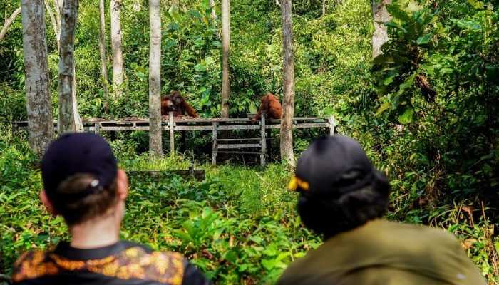 Pelepasliaran Orangutan di TNTP Tandai Kerja Sama KLHK-USAID