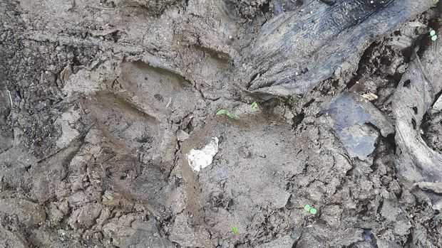 Jejak kaki harimau di Kecamatan Kotanopan. | Foto: Dok. Kecamatan Kotanopan