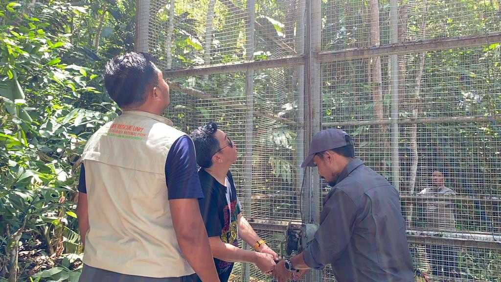 Proses pelepasan burung paruh bengkok di kandang rilis Resort Tayawi. | Foto:Yudi/RRI