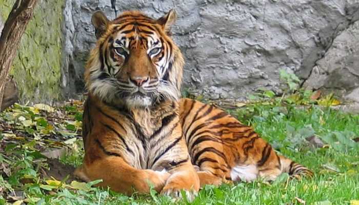 Bermula dari Konflik, Lahir Yayasan Jejak Harimau Sumatera