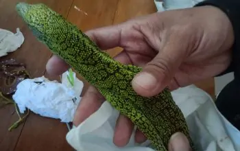 Salah satu reptil yang berhasil diamankan dari penyelundupan satwa di Bandara Internasional Sentani. | Foto: Dok. BBKSDA Papua