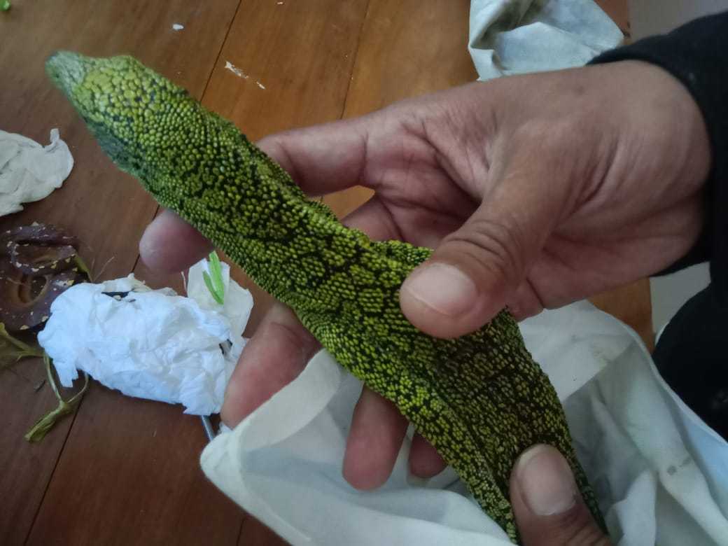 Salah satu reptil yang berhasil diamankan dari penyelundupan satwa di Bandara Internasional Sentani. | Foto: Dok. BBKSDA Papua