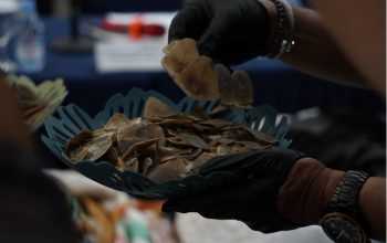 Barang bukti sitaan Balai Gakkum KLHK dari kasus penyelundupan 360 kilogram sisik trenggiling di Kota Banjarmasin, Kalimantan Selatan. | Foto: Balai Gakkum KLHK