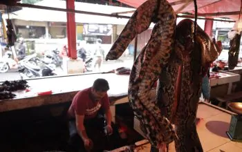 Pasar ekstrem yang menjual berbagai satwa liar untuk konsumsi. | Foto: Garda Animalia