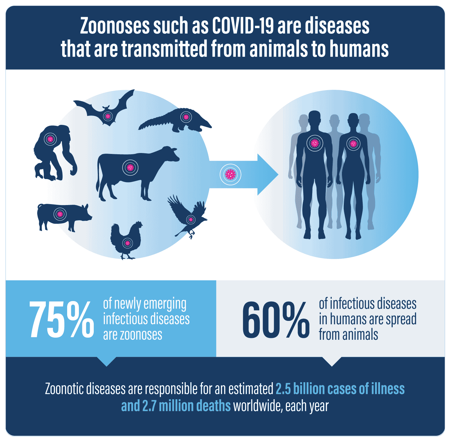 Infografik soal zoonosis (penularan penyakit dari hewan ke manusia).| Foto: Proveg