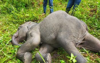 Bertepatan dengan Hari Gajah Sedunia, gajah sumatera bernama Rizki mati di PLG Minas. | Foto: Dok. BBKSDA Riau