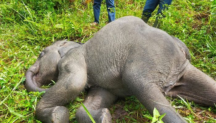 Tepat Hari Gajah Sedunia, Seekor Anak Gajah Mati di PLG Minas