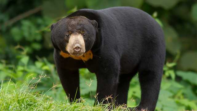 Ilustrasi beruang madu (Helarctos malayanus). | Foto : Animalium.id