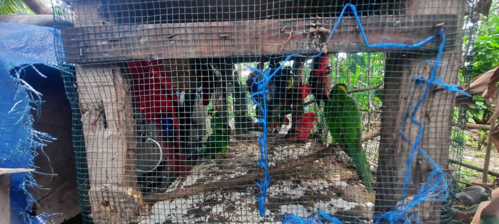 Burung nuri maluku berhasil diamankan dari rumah warga. | Foto: Dok. BKSDA Maluku