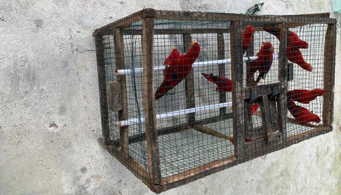 12 Burung Nuri Endemik Maluku Disita
