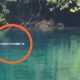 Seekor buaya muara atau buaya bekatak terlihat muncul di Danau Labuan Cermin. | Foto: Istimewa/Detik