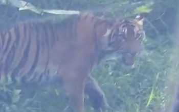 Tangkapan layar kemunculan harimau sumatera di Aceh yang didokumentasikan oleh warga. | Sumber: Ilham Zulfikar/TVOne