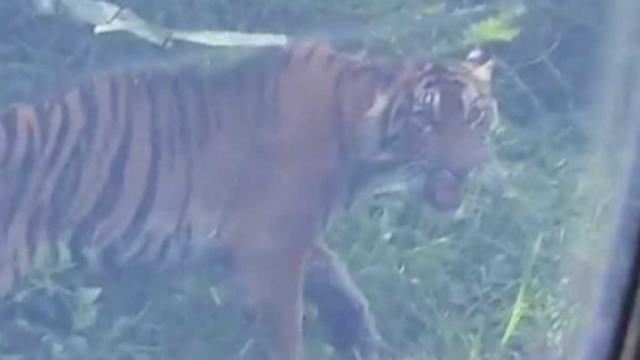 Tangkapan layar kemunculan harimau sumatera di Aceh yang didokumentasikan oleh warga. | Sumber: Ilham Zulfikar/TVOne