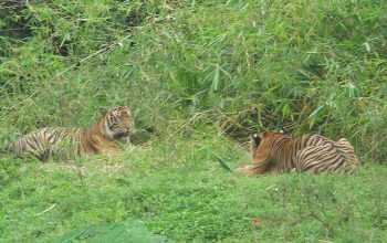 Ilustrasi harimau sumatera. | Foto: Marwan Mohamad/Wikimedia Commons