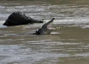 Buaya Muara Diduga Dibunuh Pekerja Sawit, BKSDA Ambil Tindakan