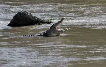 Ilustrasi seekor buaya muara (Crocodylus porosus). | Foto: Mohamad Hamzah/Antara Foto