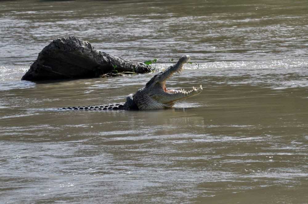 Ilustrasi seekor buaya muara (Crocodylus porosus). | Foto: Mohamad Hamzah/Antara Foto
