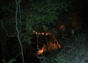 Ular Sanca Terbakar di Hutan Lindung Ponorogo