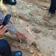 Diduga jejak kaki harimau yang ditemukan di Jalan Gampong Panton Rayeuk T, Kecamatan Banda alam, Kabupaten Aceh Timur. | Foto: Antara/HO-Dok. Warga