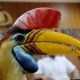 Ilustrasi burung julang sulawesi (Rhyticeros cassidix). | Foto: Sahrul Manda Tikupadang/Antara Foto