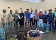 Terdakwa Penyelundupan Kangguru Pohon Jalani Sidang di PN Ambon