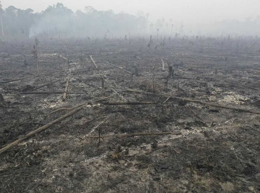 Taman Nasional Sebangau terdampak kebakaran hutan di Kalimantan Tengah. | Foto: Detik News
