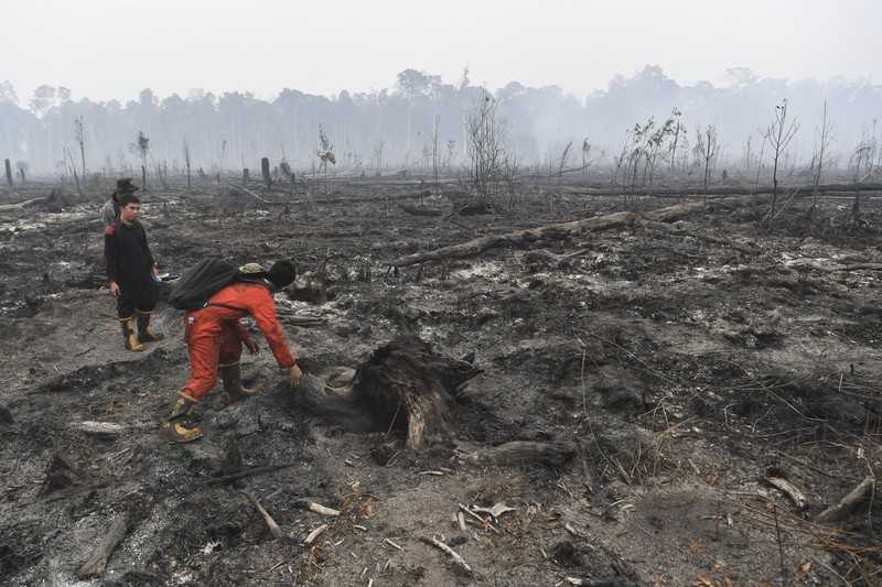 Karhutla atau kebakaran hutan dan lahan di Kalimantan Tengah. | Foto: Detik News