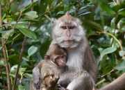 Tak Mampu Mengurus Lagi, Warga Serahkan Monyet ke BKSDA