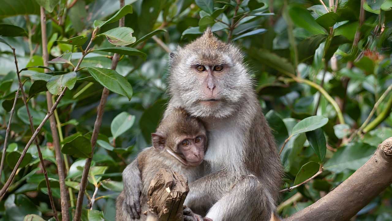 Ilustrasi monyet ekor panjang atau Macaca fascicularis. | Foto: TheOtherKev/Pixabay