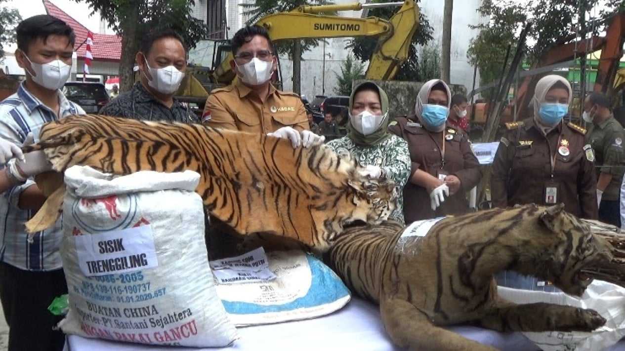Opsetan harimau sumatera. | Foto: Finta Rahyuni/detikSumut