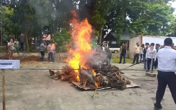 Satwa dilindungi dari berbagai jenis dimusnahkan di halaman Kantor Lingkungan Hidup dan Kehutanan Sumut. | Foto: Bobby/Mistar.id